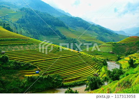 rice terrace on terraced rice field 117313058