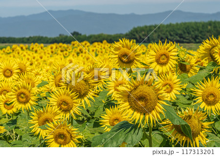 善入寺島のヒマワリ畑 善入寺島のヒマワリ畑 117313201