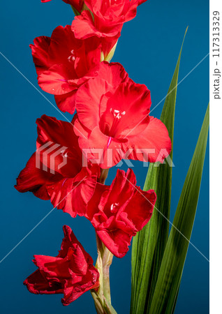 Blooming red gladiolus Oscar on a blue background Blooming red gladiolus Oscar on a blue background 117313329