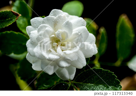 Blooming Miniature White Rose on a black background Blooming Miniature White Rose on a black background 117313340