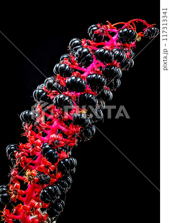 Blooming black pokeweed on a black background Blooming black pokeweed on a black background 117313341