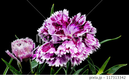 Blooming pink Carnation Dia Deur Sissy on a black background Blooming pink Carnation Dia Deur Sissy on a black background 117313342
