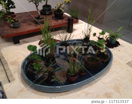 bonsai 01 bonsai 01 117313537
