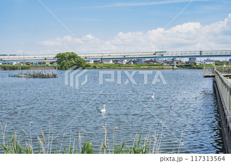 茨城　牛久沼 117313564