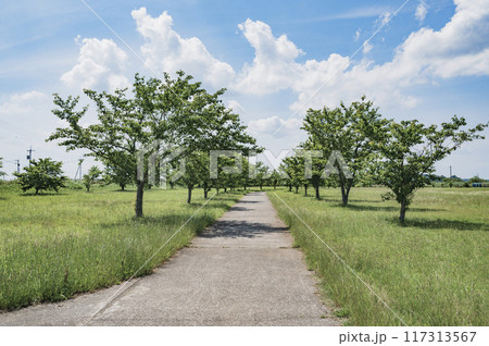 茨城 牛久沼水辺公園(龍ケ崎市) 茨城 牛久沼水辺公園(龍ケ崎市) 117313567