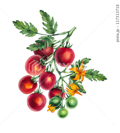 Watercolor cherry tomato 117313718