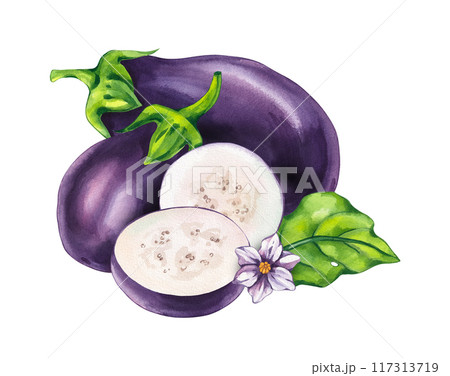 Watercolor eggplant vegetable 117313719