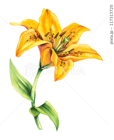 Watercolor lily flower yellow color 117313720