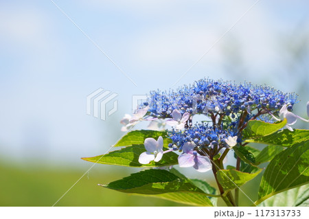 青いガクアジサイの花 青いガクアジサイの花 117313733