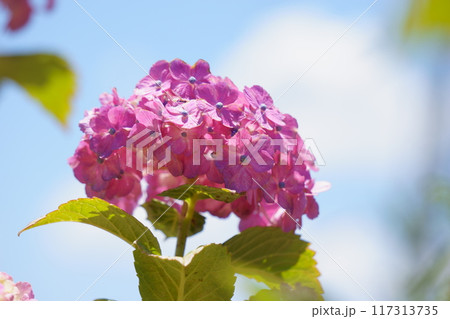 青空に映える紫陽花の花 青空に映える紫陽花の花 117313735
