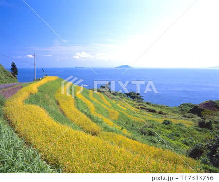 新井の棚田（稲穂の季節）/丹後半島、伊根/沖合の島は大島と小島 /京都府与謝郡伊根町 117313756