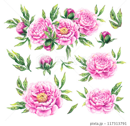 Watercolor pink peonies Hand drawn Watercolor pink peonies Hand drawn 117313791