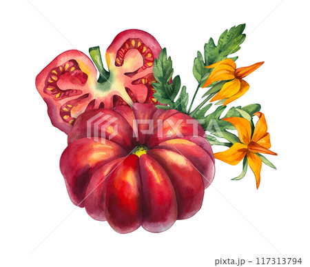 Watercolor tomato group Hand drawn isolated 117313794
