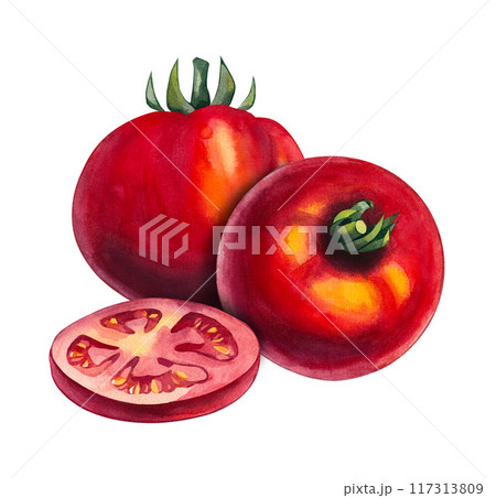 Watercolor tomato group Hand drawn isolated 117313809