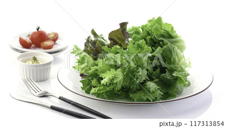 新鮮な3種類のレタス (グリーンオーク,レッドオーク,グリーンクリスピー) 新鮮な3種類のレタス (グリーンオーク,レッドオーク,グリーンクリスピー) 117313854