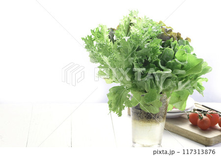 新鮮な3種類のレタス （グリーンオーク,レッドオーク,グリーンクリスピー） 117313876