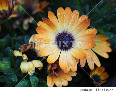 オステオスペルマム オステオスペルマム 117314027