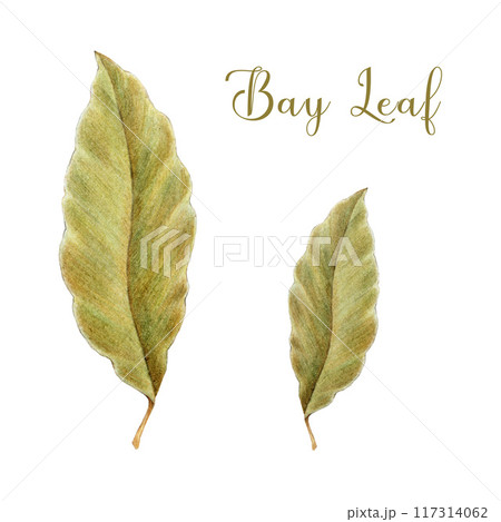 Bay leaf element painted illustration. Hand drawn vintage style dry bay leaf natural spice condiment for cooking and seasoning isolated on white background Bay leaf element painted illustration. Hand drawn vintage style dry bay leaf natural spice condiment for cooking and seasoning isolated on white background 117314062