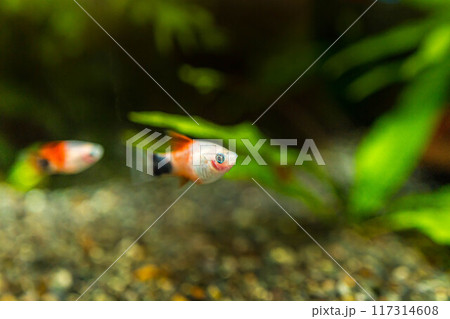 優雅に泳ぐ熱帯魚~サザンプラティフィッシュ~ 優雅に泳ぐ熱帯魚~サザンプラティフィッシュ~ 117314608