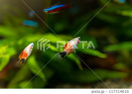 優雅に泳ぐ熱帯魚~サザンプラティフィッシュ~ 優雅に泳ぐ熱帯魚~サザンプラティフィッシュ~ 117314610