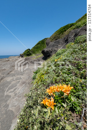 神奈川県城ヶ島海岸に咲くハマカンゾウ 117314784