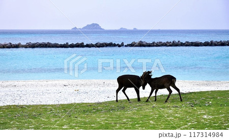慶良間諸島阿嘉島　前浜で縄張り争いをするケラマジカ 117314984