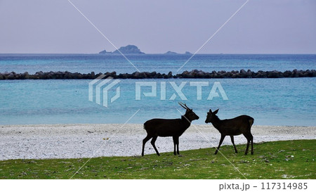 慶良間諸島阿嘉島 前浜で縄張り争いをするケラマジカ 慶良間諸島阿嘉島 前浜で縄張り争いをするケラマジカ 117314985