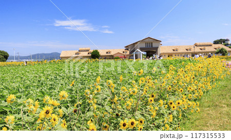 ソレイユの丘の夏（向日葵畑とか） 117315533