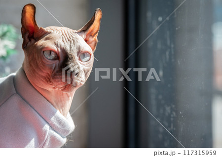 Portrait of the Sphynx cat while looking to somethings. The sphynx cat is a hairless cat breed known for their playful and affectionate nature. Portrait of the Sphynx cat while looking to somethings. The sphynx cat is a hairless cat breed known for their playful and affectionate nature. 117315959