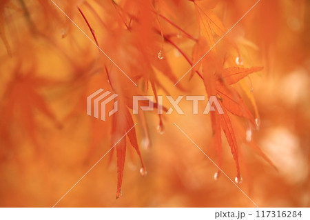 秋の紅葉散歩で見つけた風景 117316284