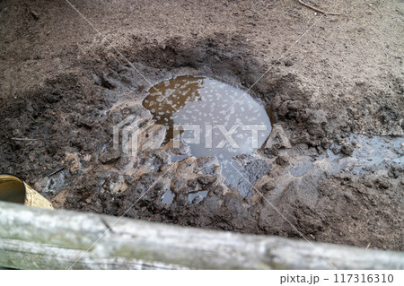 Water collects in a muddy area between horse hooves after rainfall 117316310