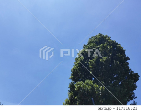 夏空にのびるイチョウの大木 夏空にのびるイチョウの大木 117316323