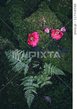 苔むした岩の上に落ちる椿の花 苔むした岩の上に落ちる椿の花 117316588