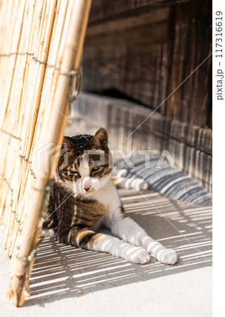 【縦写真】日陰で涼む猫 117316619