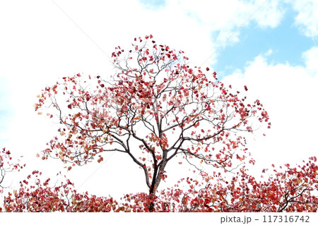 紅葉した木 117316742