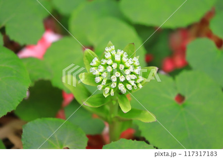 群生する蕗(フキ)とふきのとう 群生する蕗(フキ)とふきのとう 117317183