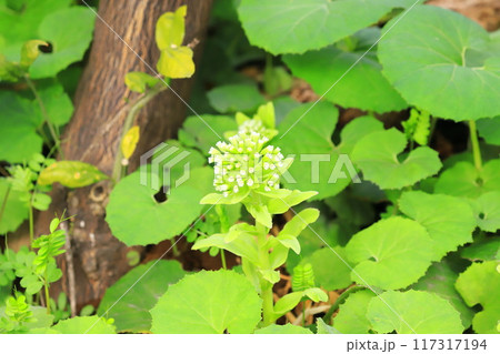群生する蕗（フキ）とふきのとう　　 　　 117317194