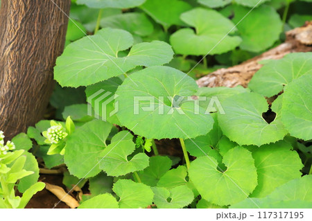 群生する蕗(フキ)とふきのとう 群生する蕗(フキ)とふきのとう 117317195