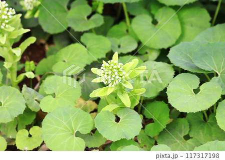群生する蕗（フキ）とふきのとう　　 　　 117317198
