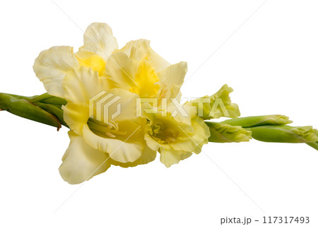 elegant beautiful bright gladiolus isolated on the white 117317493