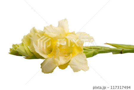 elegant beautiful bright gladiolus isolated on the white elegant beautiful bright gladiolus isolated on the white 117317494