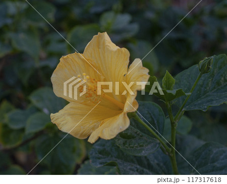 beautiful fresh flower with green leaves bright photo 117317618