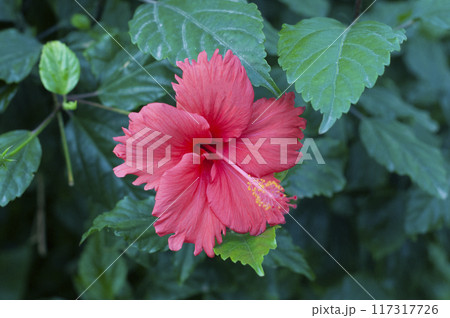 beautiful fresh flower with green leaves bright photo 117317726