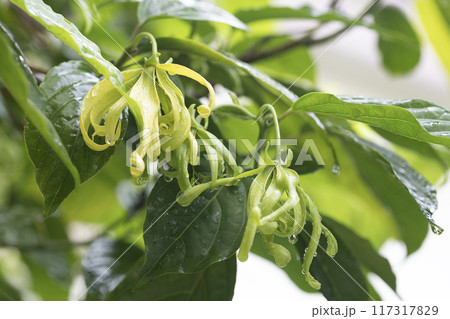 Close-up of Green Flower with Dewdrops ( Desmos chinensis ) 117317829