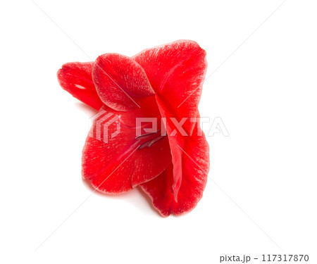 beautiful bright gladiolus flower isolated on white 117317870