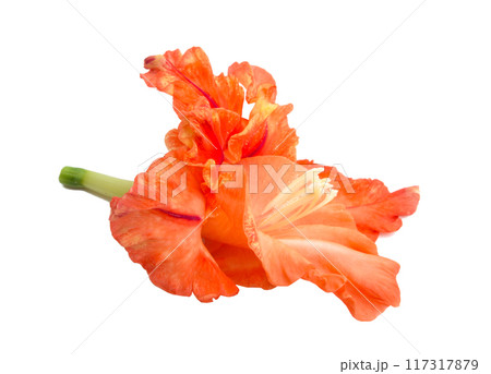 beautiful bright gladiolus flower isolated on white 117317879