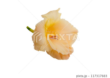 beautiful bright gladiolus flower isolated on white 117317883