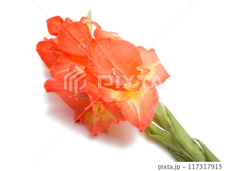 elegant beautiful bright orange gladiolus isolated on the white 117317915