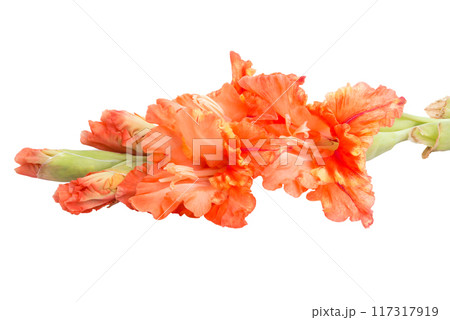 elegant beautiful bright orange gladiolus isolated on the white 117317919