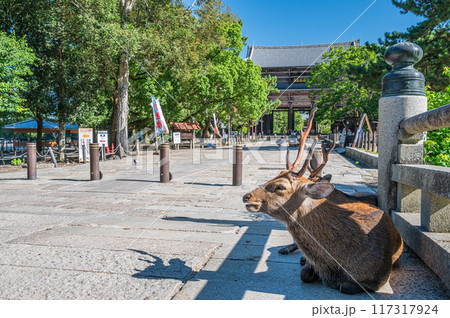 東大寺参詣道でくつろぐ鹿 117317924